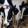 A dairy training programme at one of the RUDSETIs
