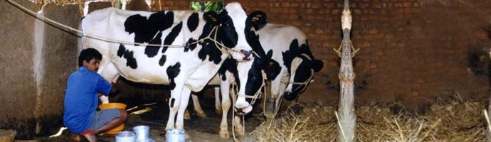 A dairy training programme at one of the RUDSETIs